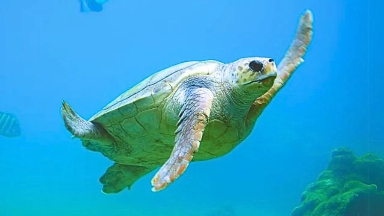 Turtle