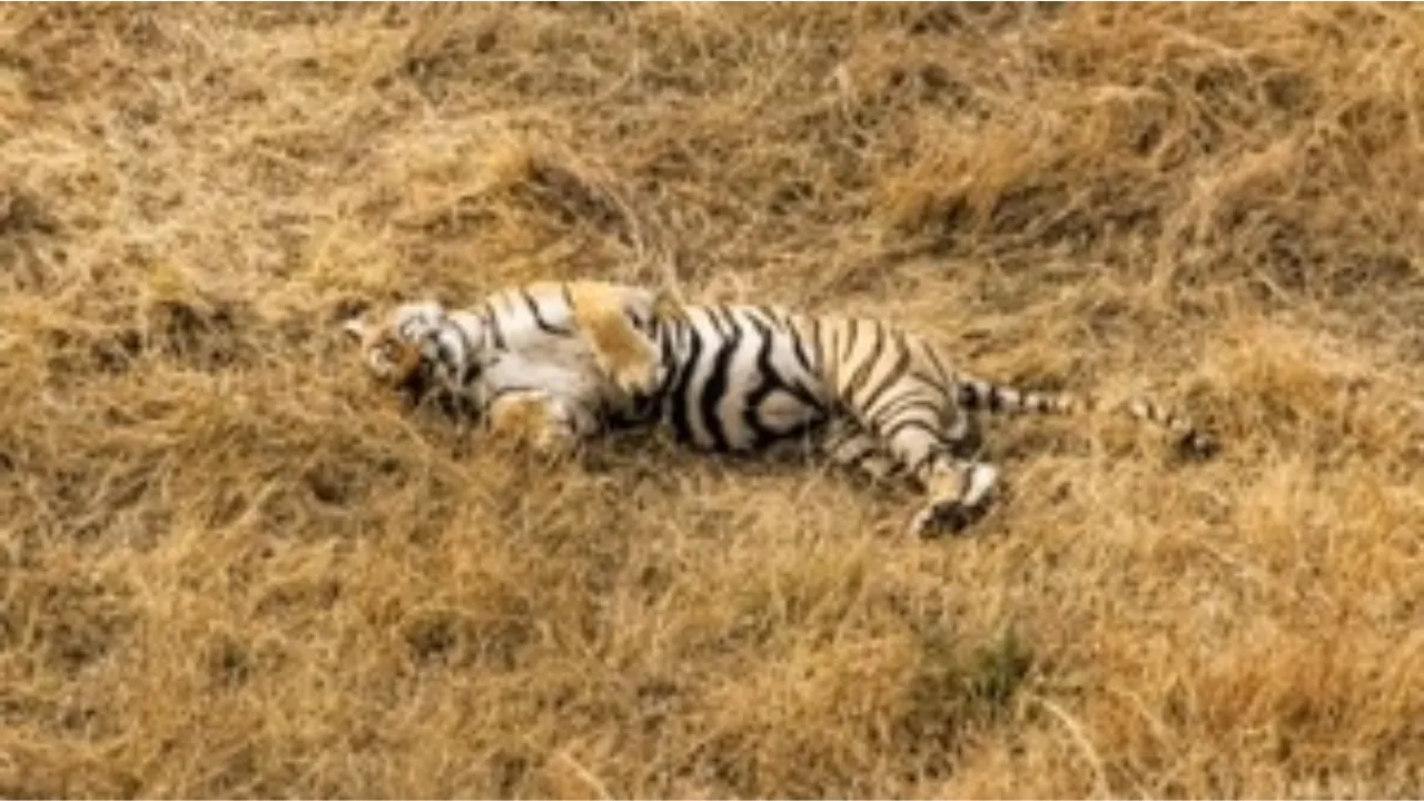 tigress 
