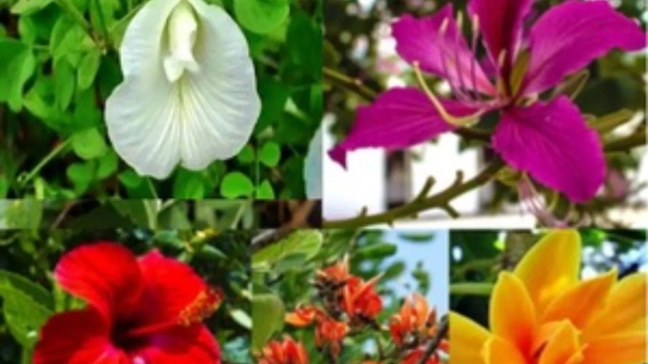 Flowers