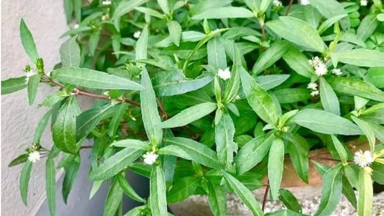 Bhringraj
