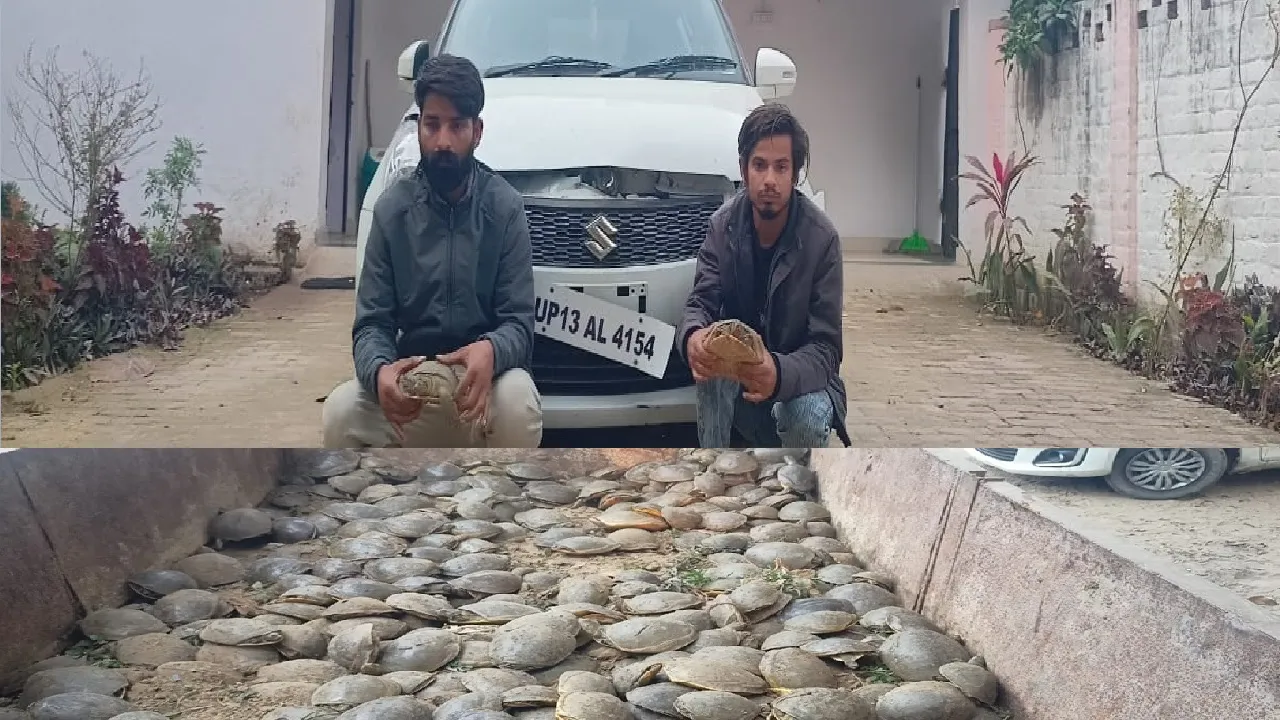 एसटीएफ