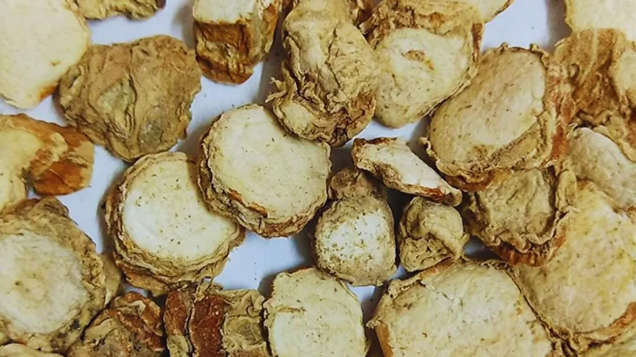 kachoor