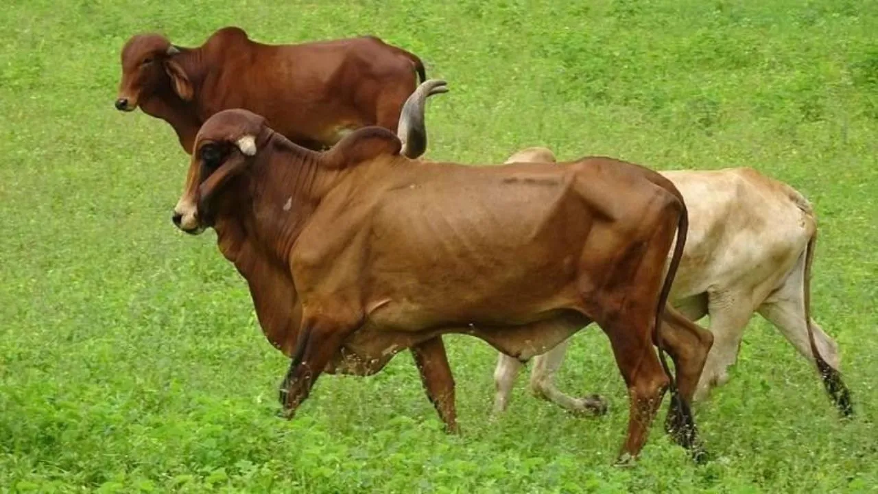 हरा चारा मैदान