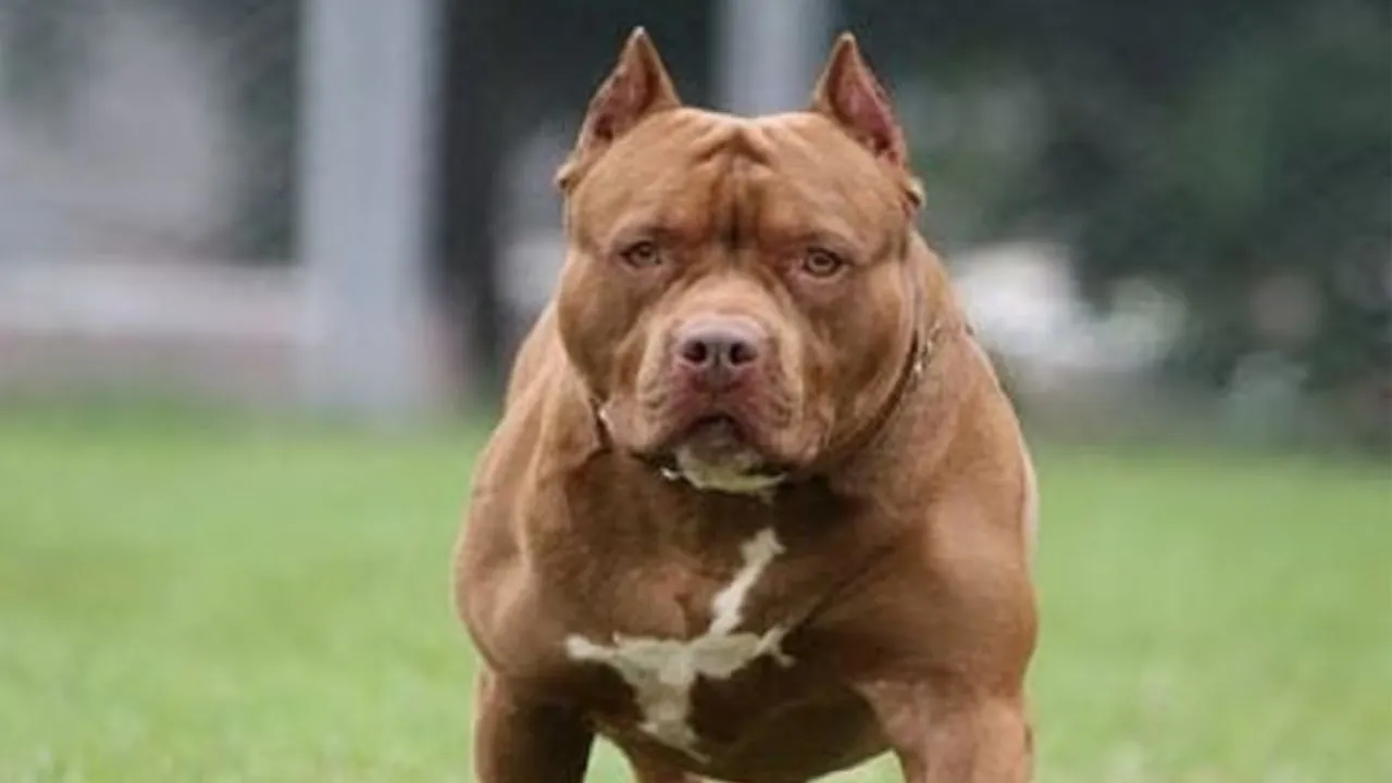 pitbull dogs