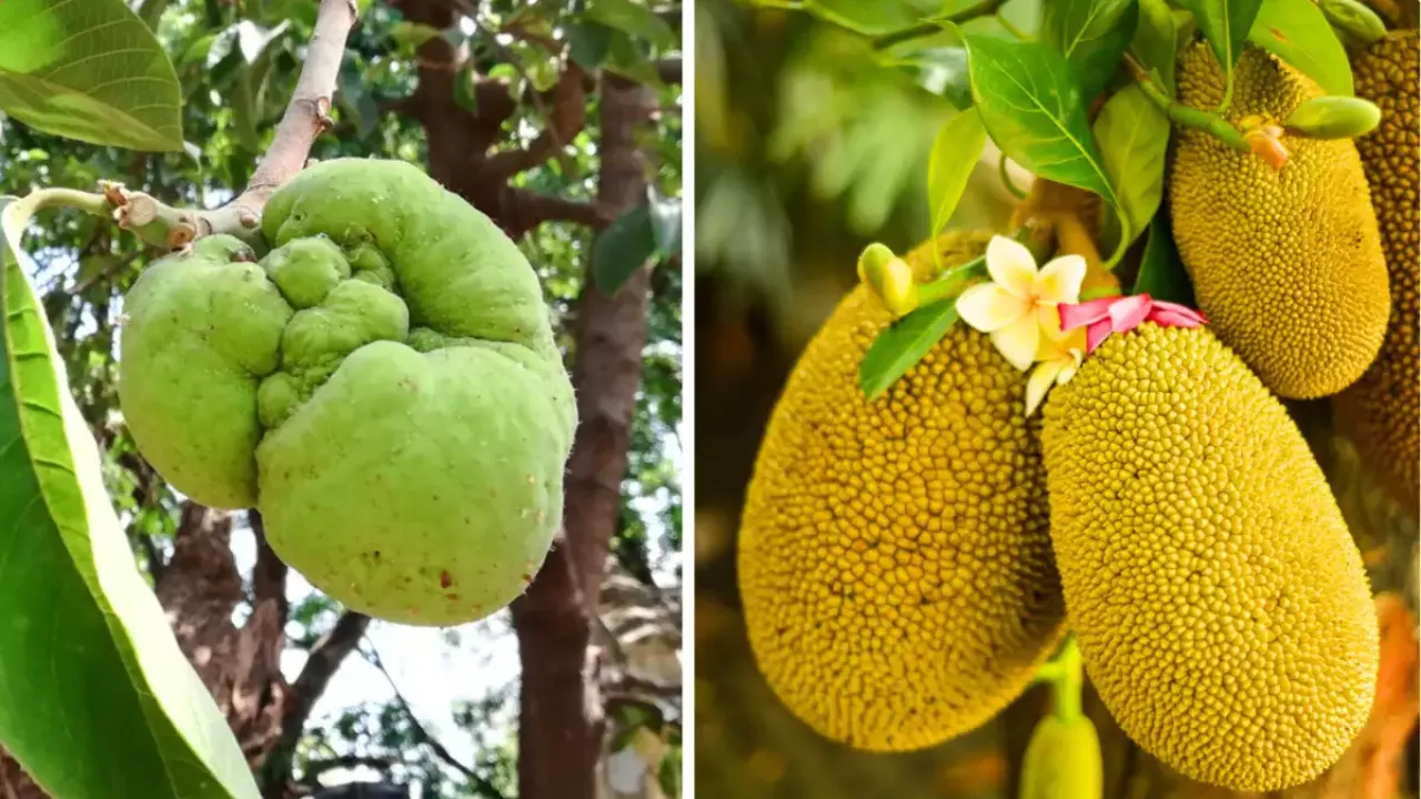Fruit