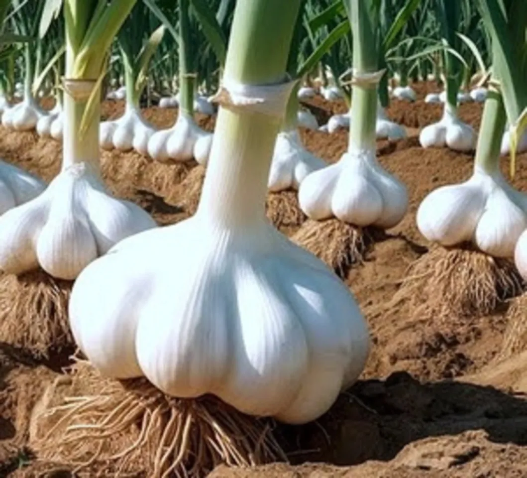 GARLIC