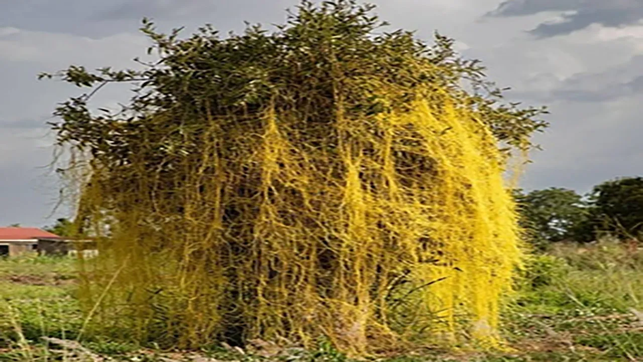 amarbelplant