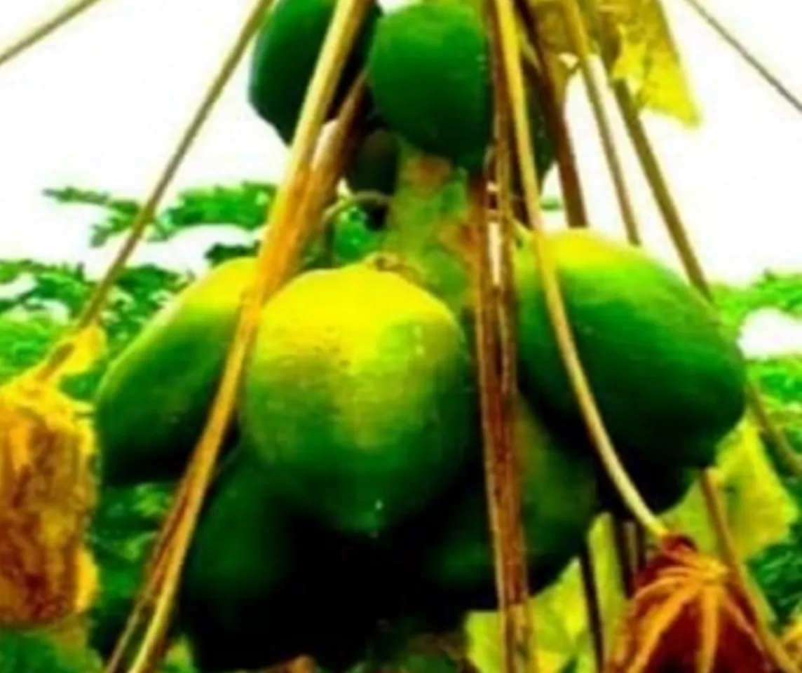papaya
