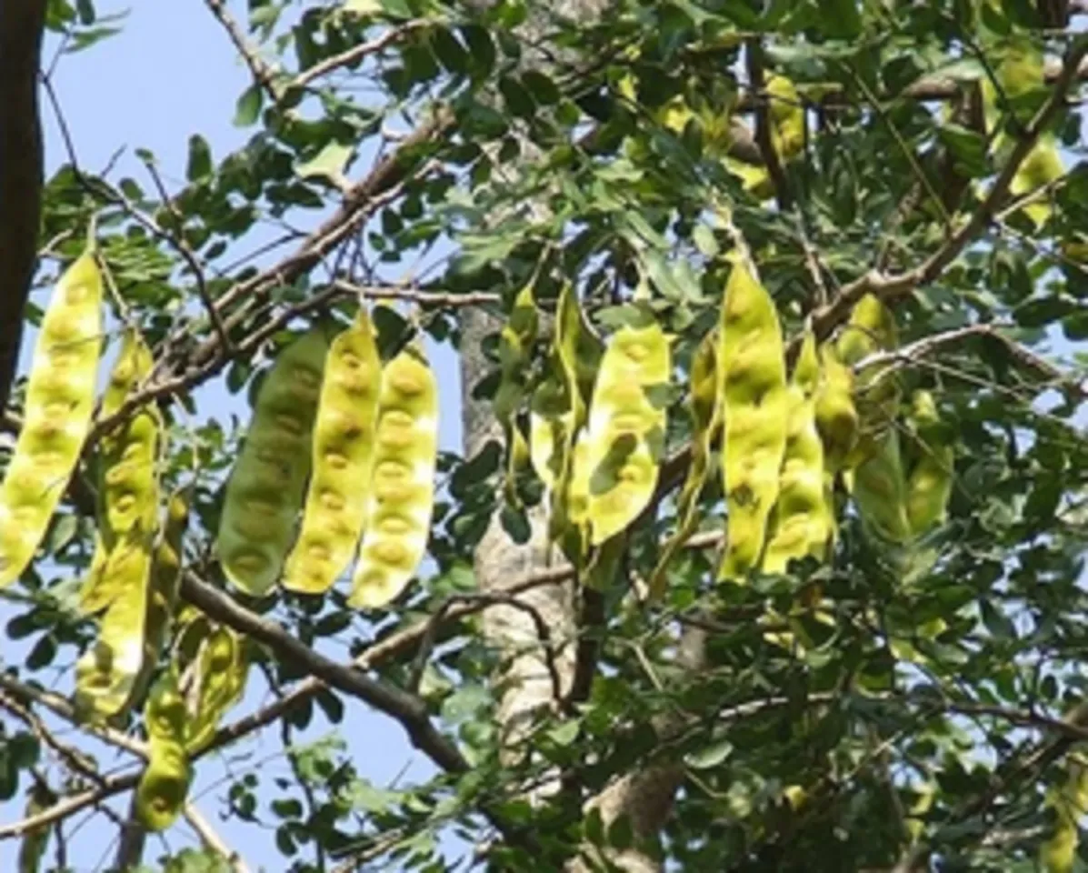 tree