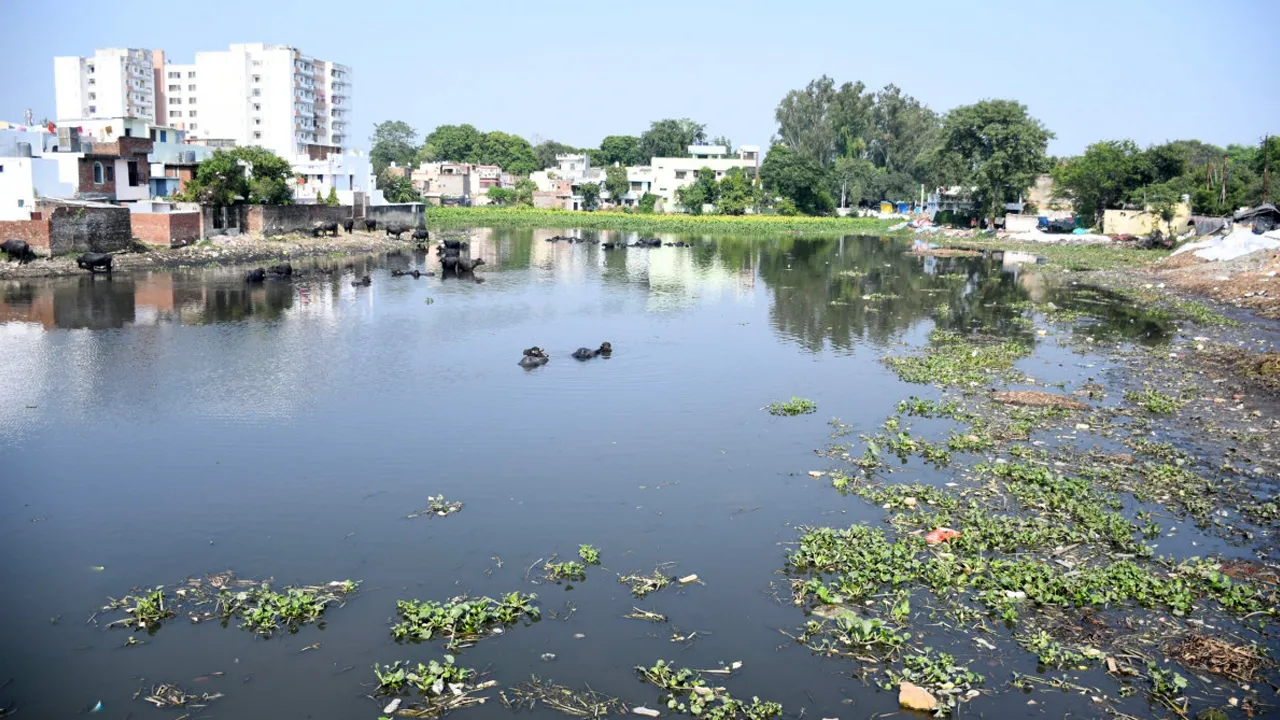 Delapeer pond