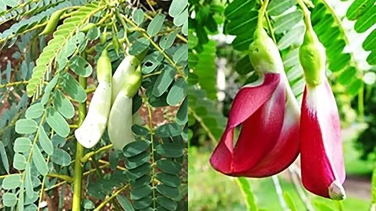 AgastyaTree