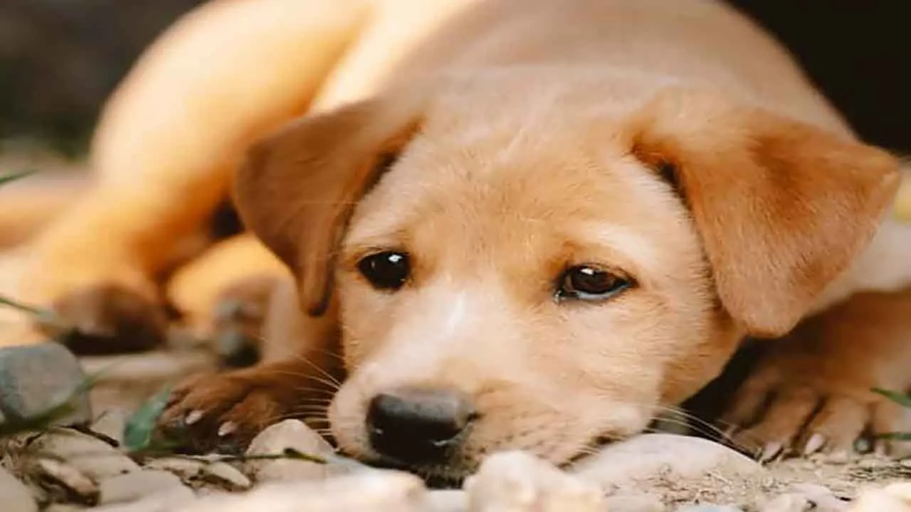 KidneyDiseaseDogs