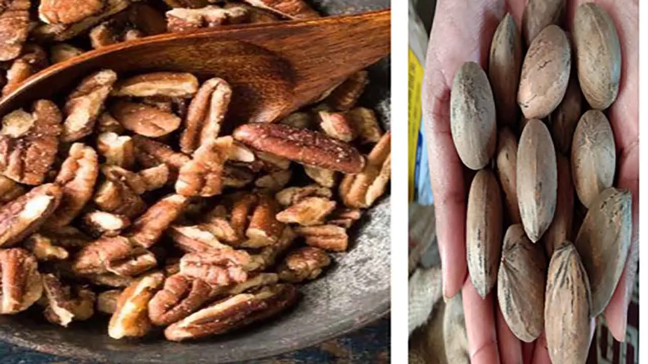pecannuts