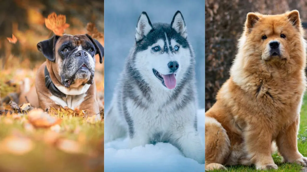 Dogies breeds