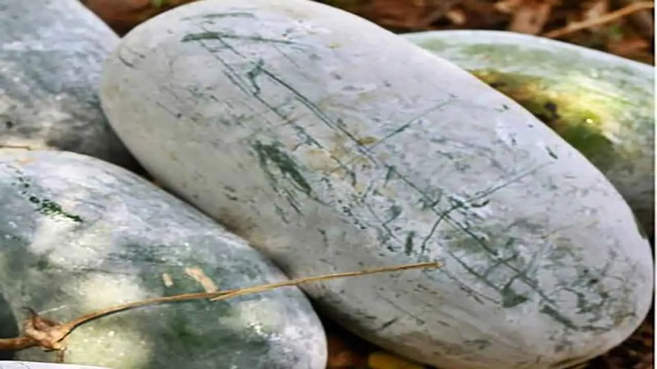 kumhra