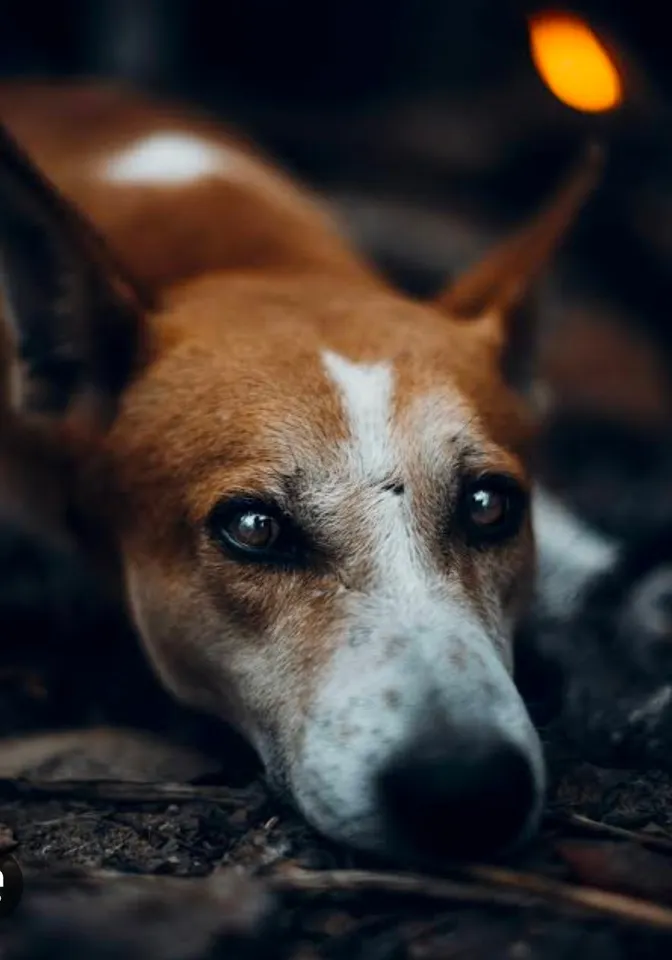 Street dog 