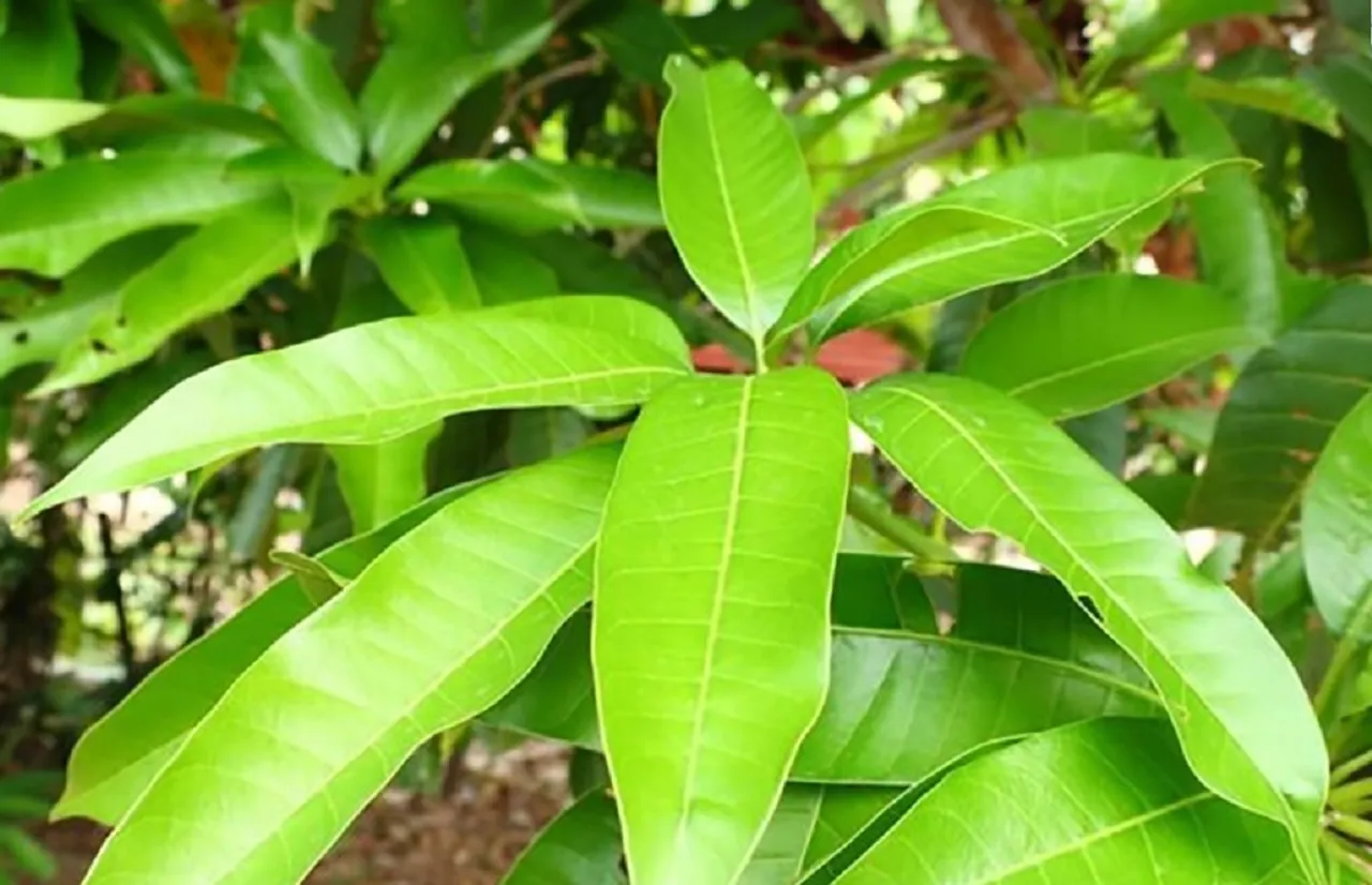 Mengo leaf