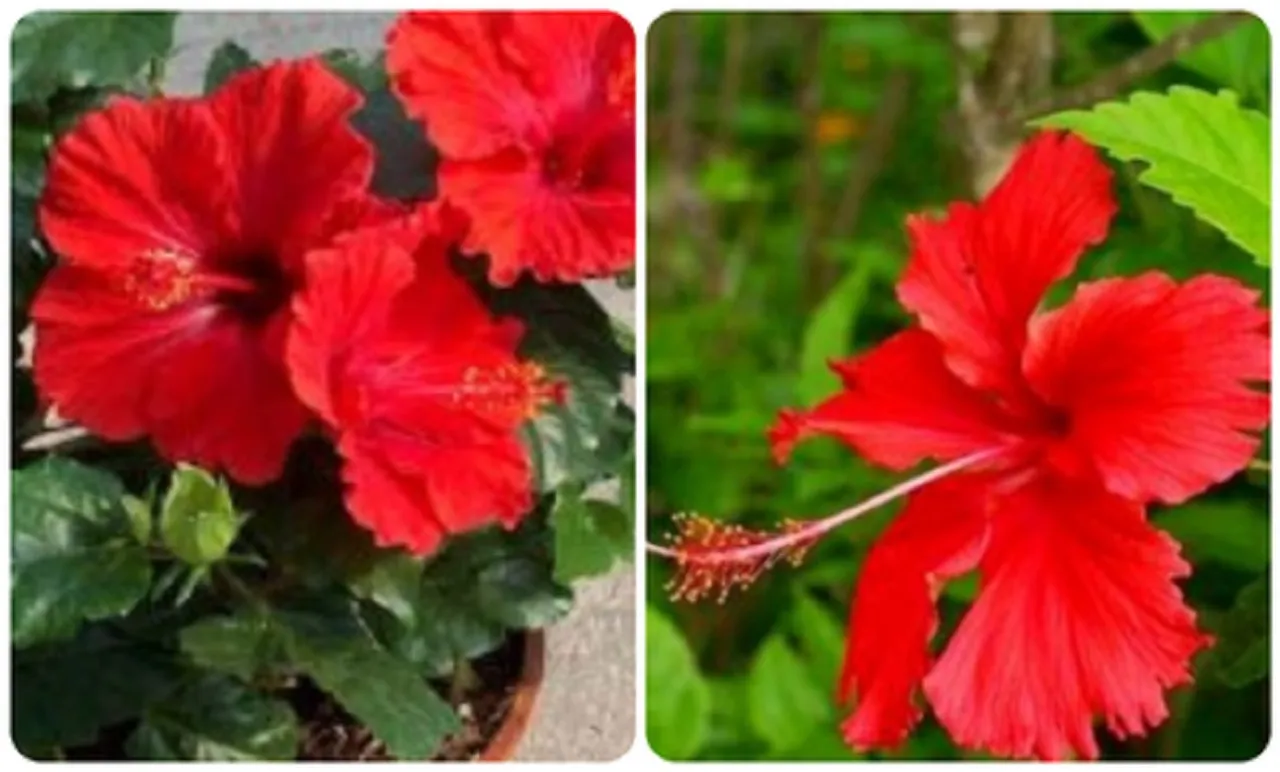 Hibiscus flower