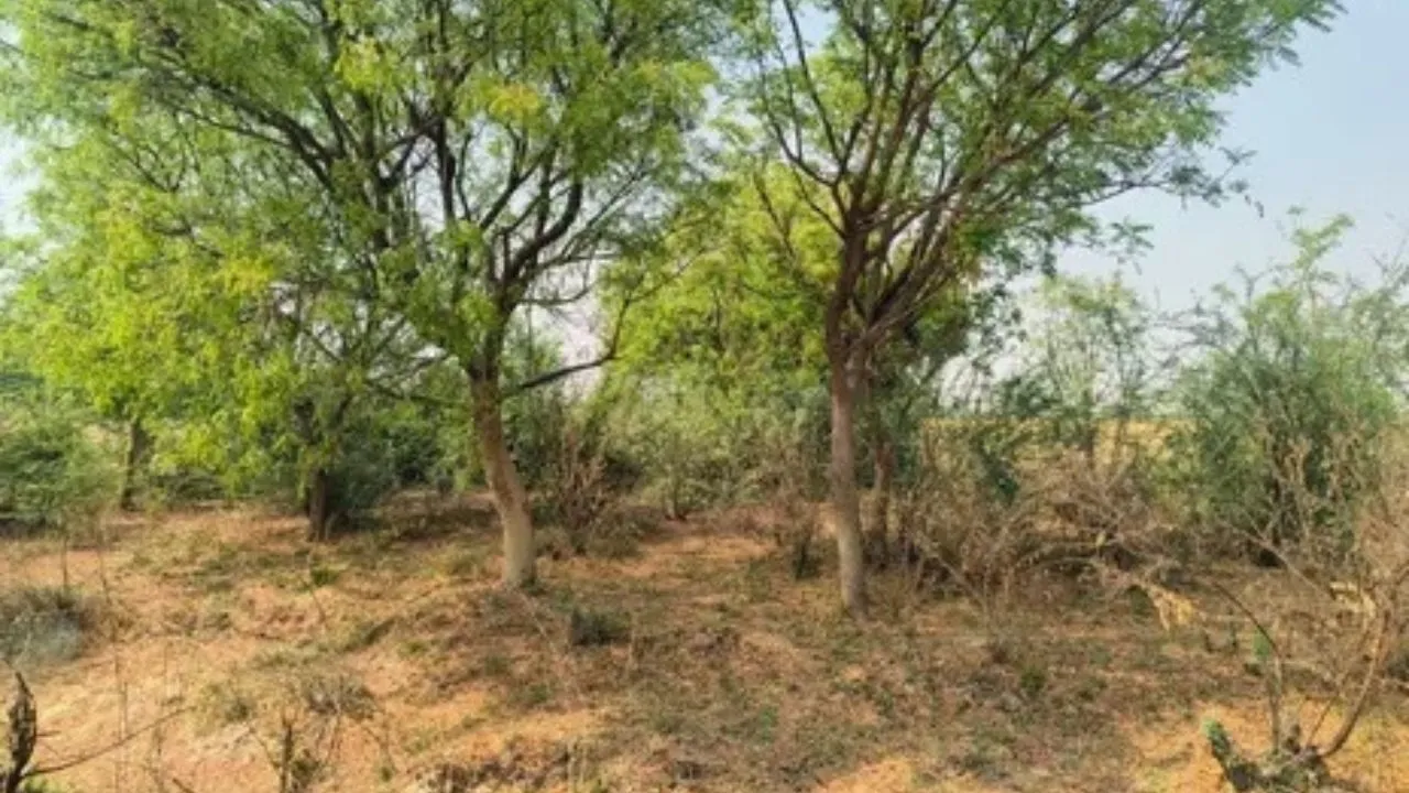 रईसजादों ने की घ‍िनौनी करतूत।
