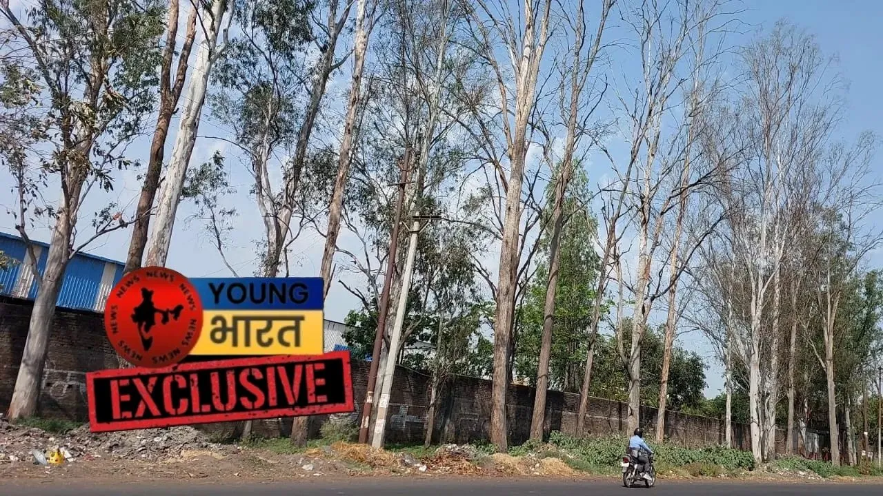 वाईबीएन 