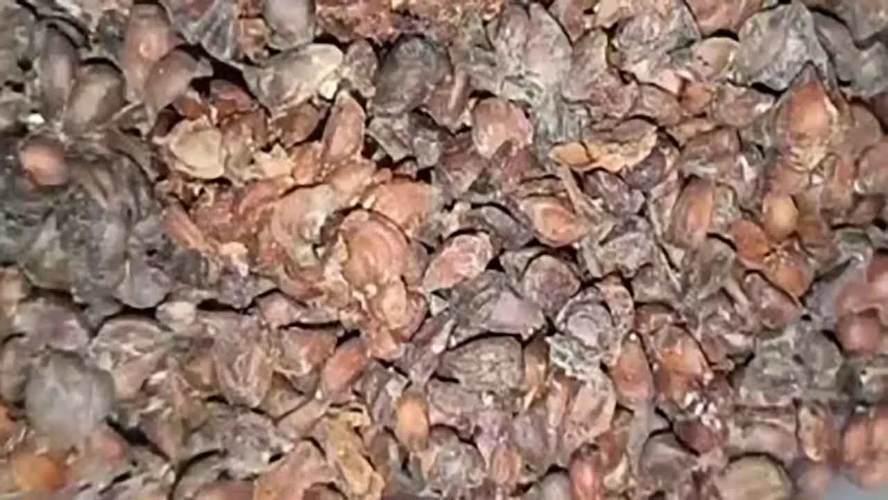 bihidana