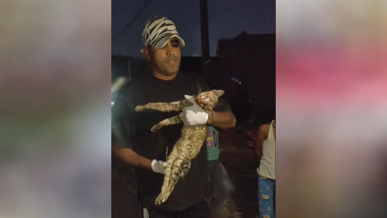 cat ate the pigeon