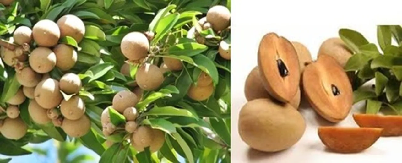 Sapota