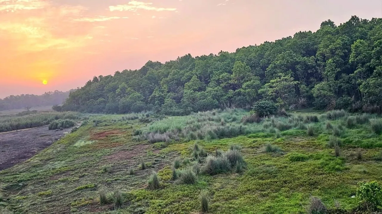 Forest area