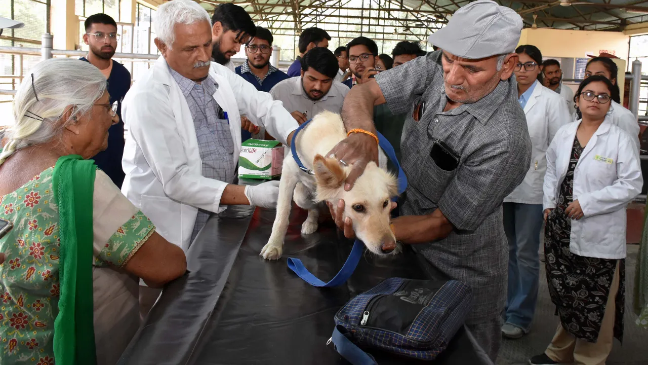 Free antirabies