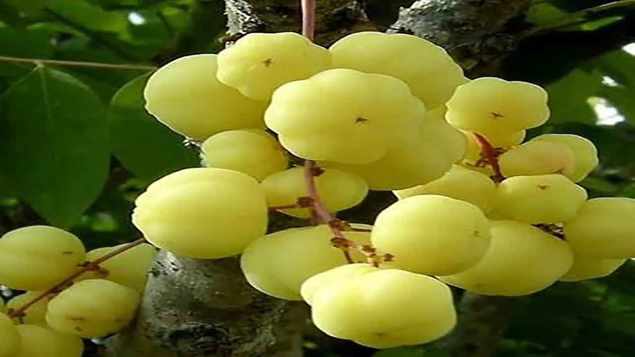 StarGooseberry