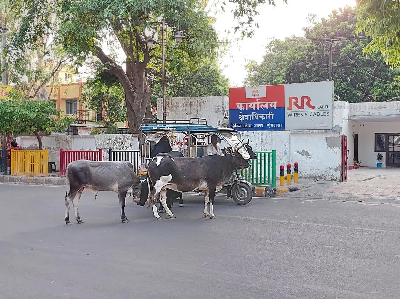 वाईबीएन