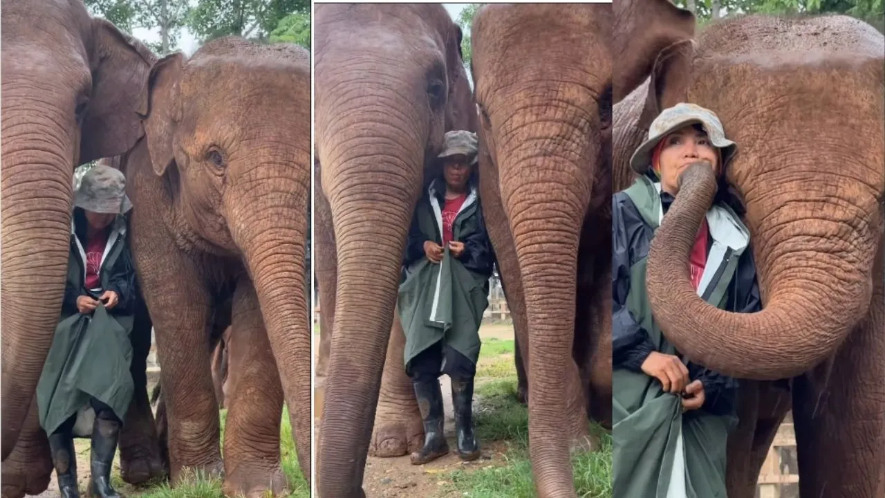 Elephant in Thailand