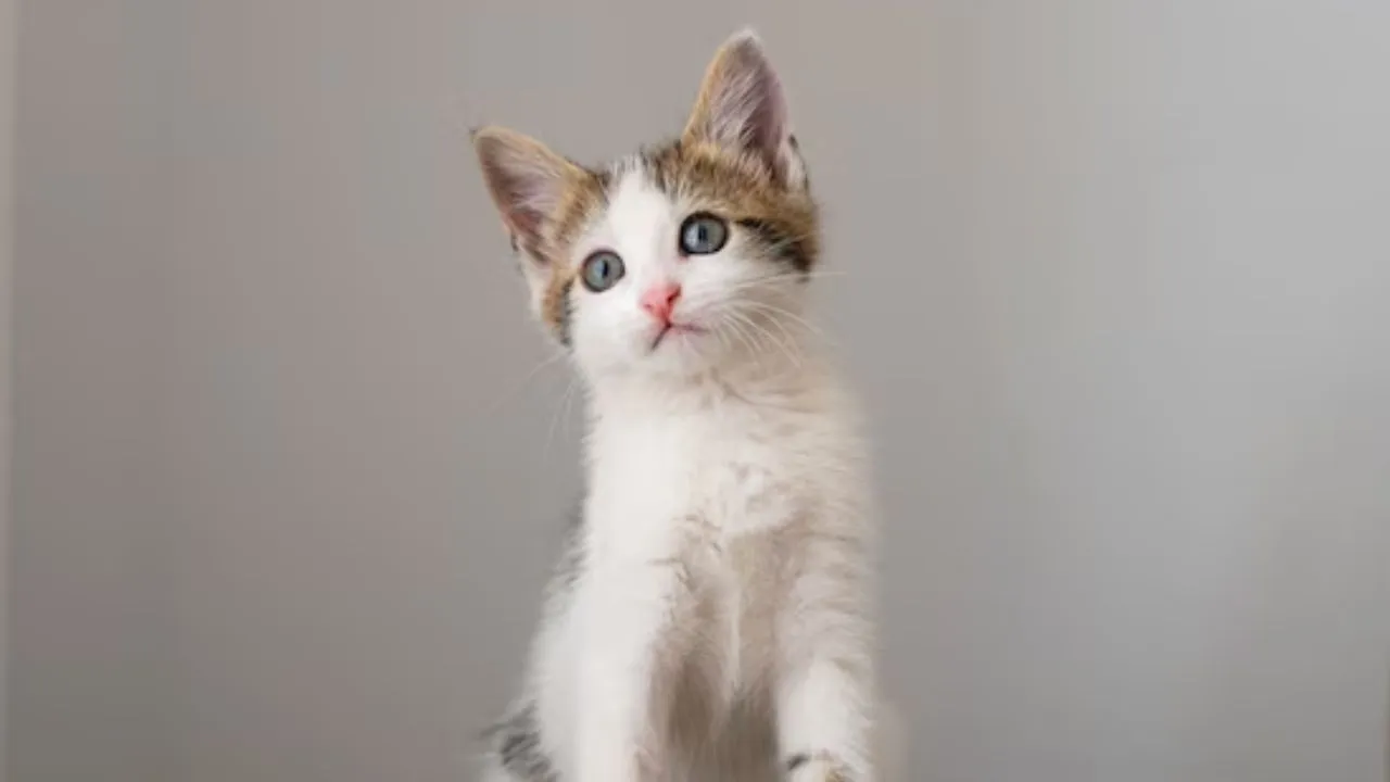 cat, Drug smuggler Cat 
