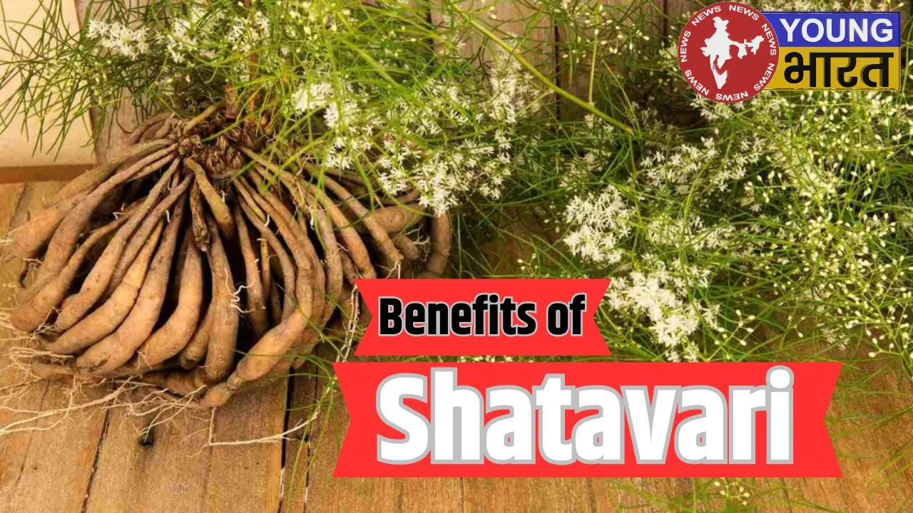 Benefits of Shatavari