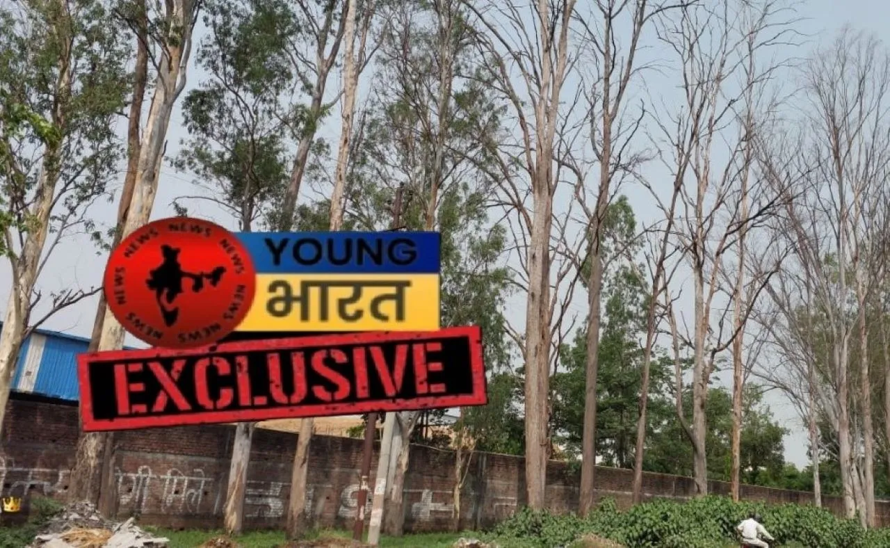 वाईबीएन
