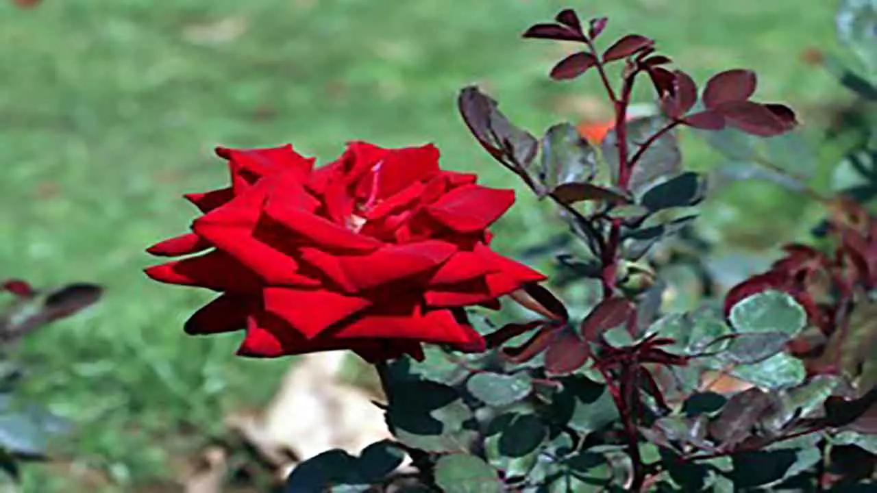 AyurvedicTonicGulkand
