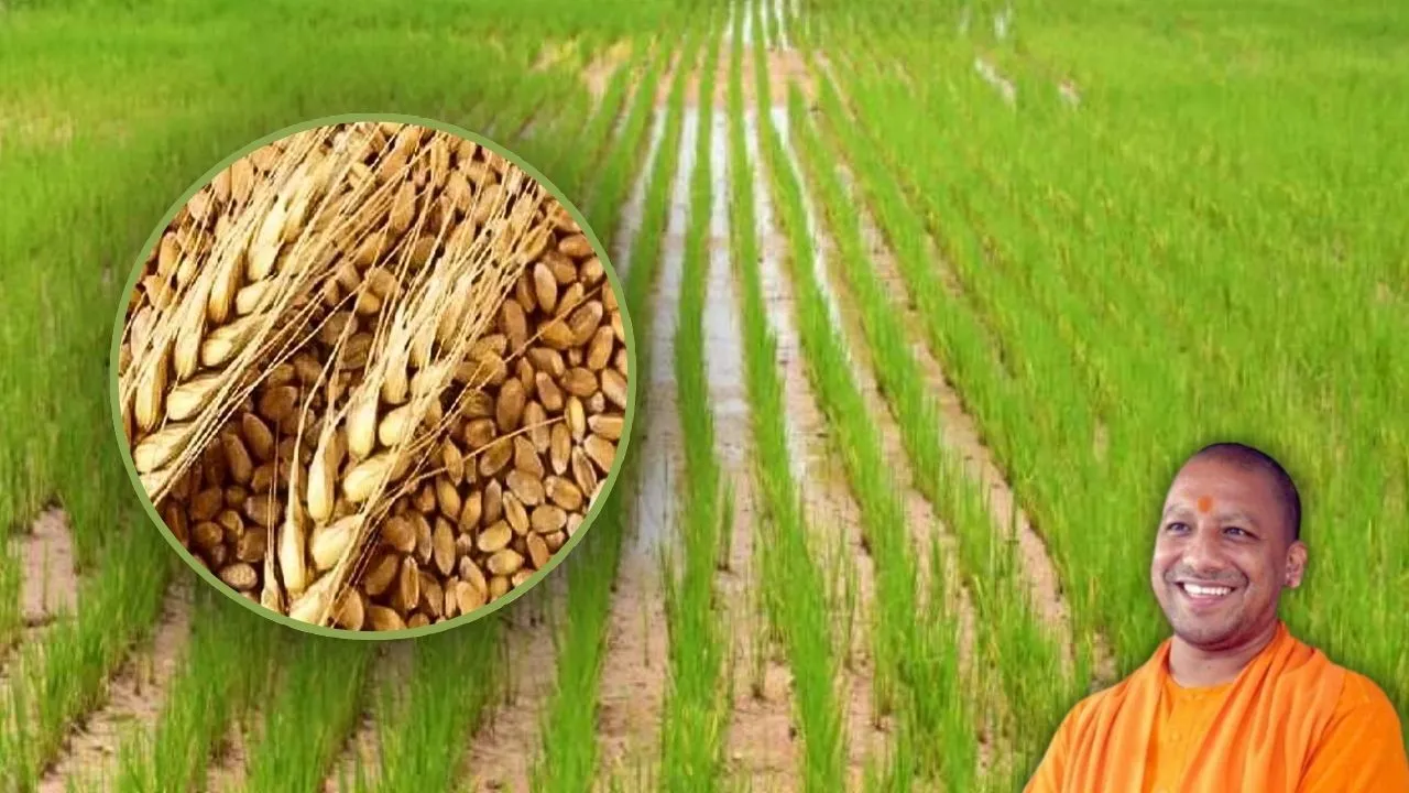गेहूं की धरत धान।