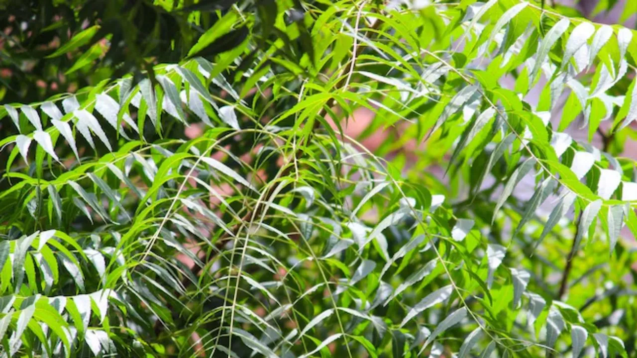 Neem health benefits