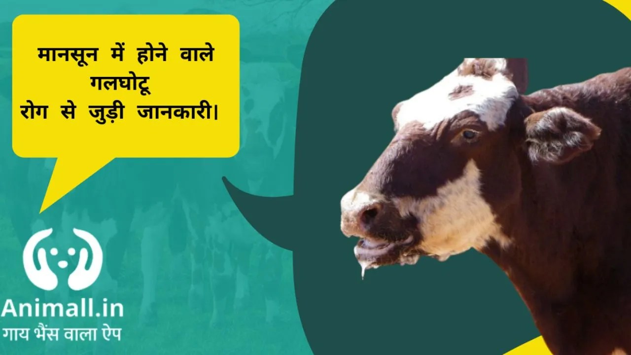 गलघोटू संक्रामक रोग