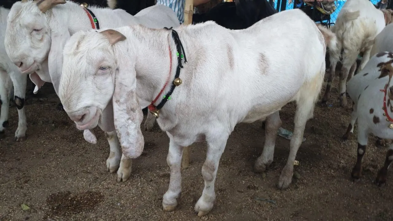 bakraeid