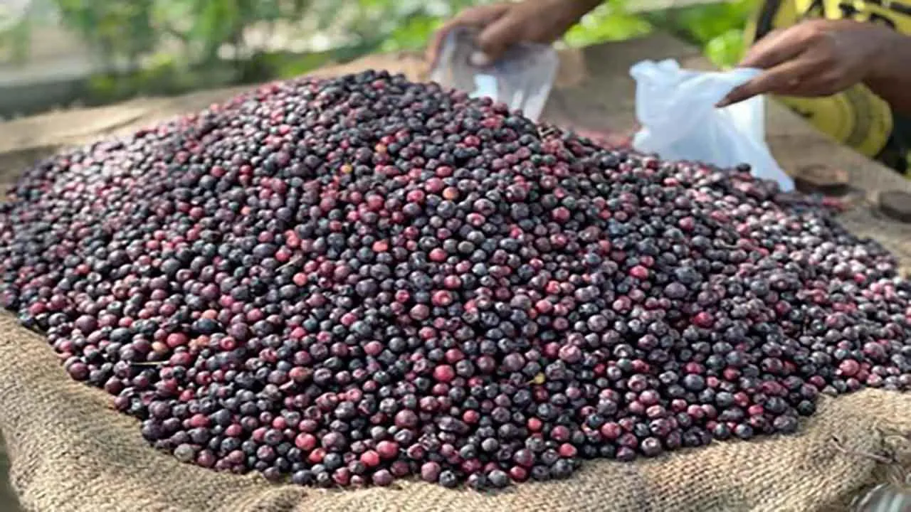 Phalsa