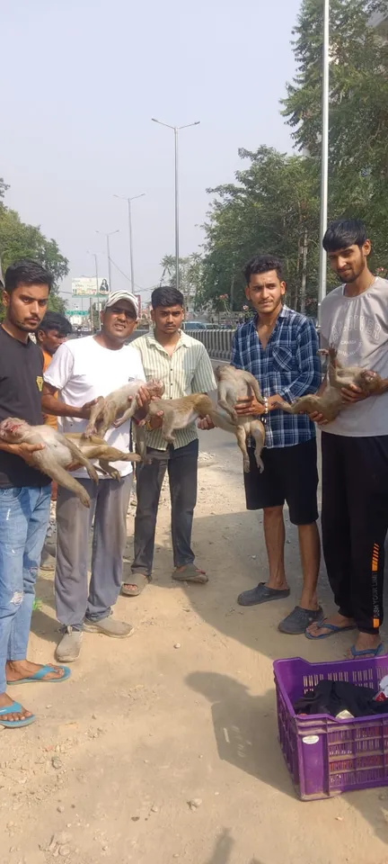 मृत मिले बंदर