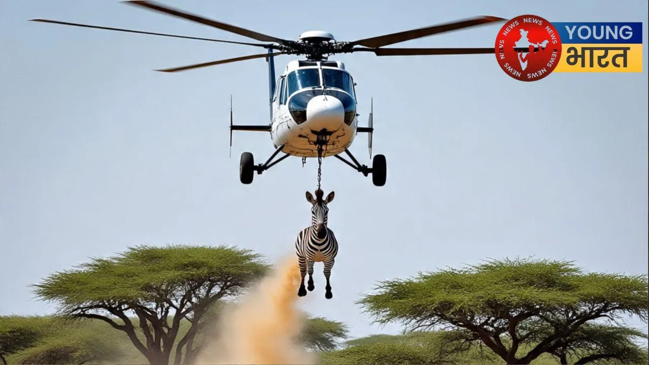 zebra rescue 