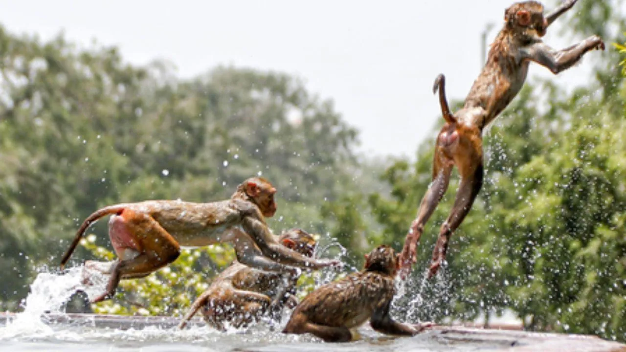 Monkeys at AT Vijaya  Chowk in New Delhi on Wednesday