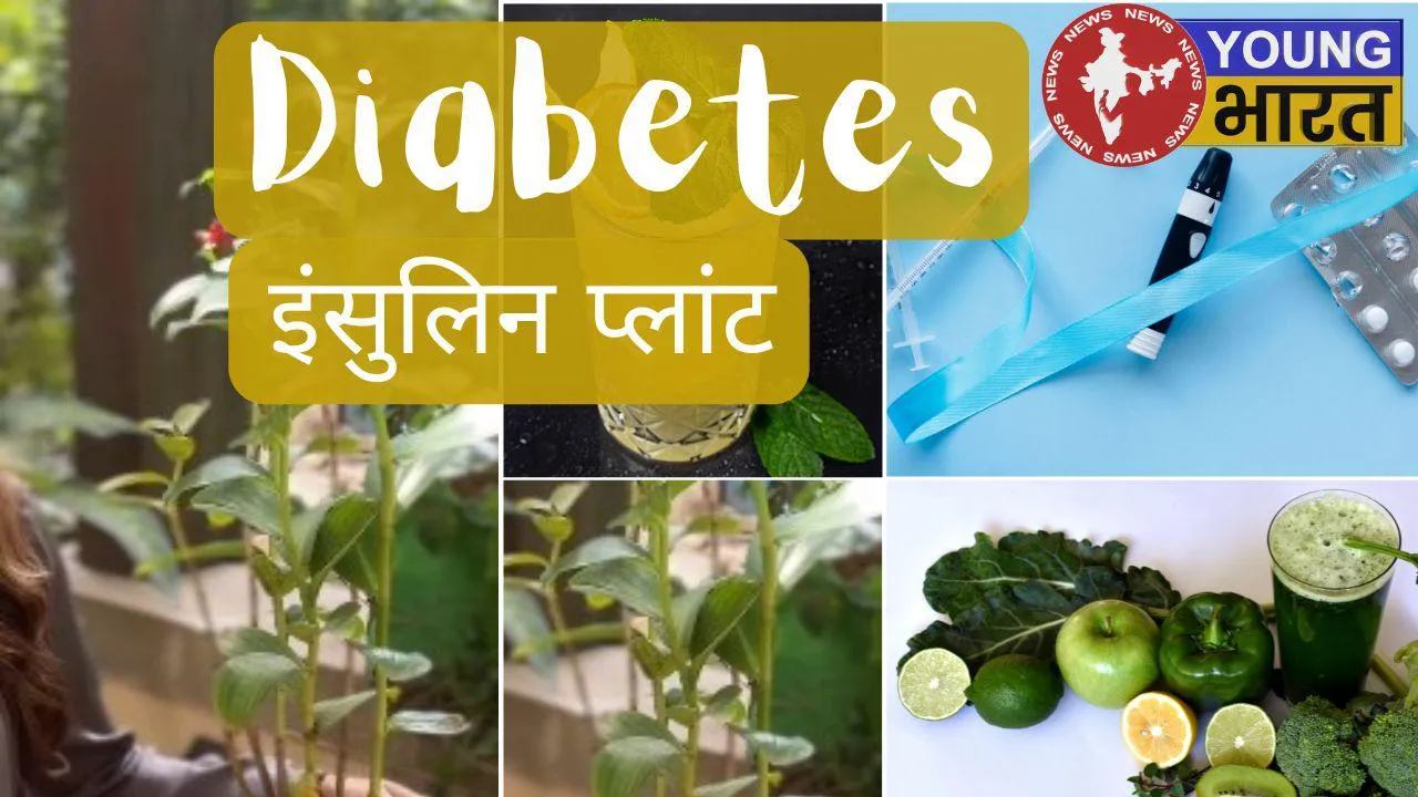 Diabetes plant