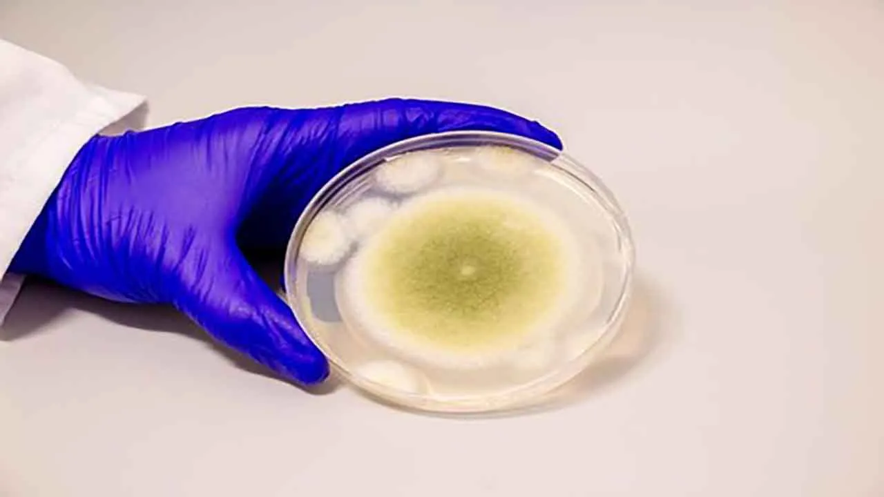 cancerfungus