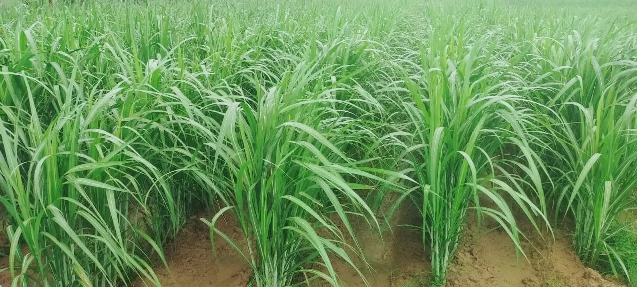 गन्ना फसल