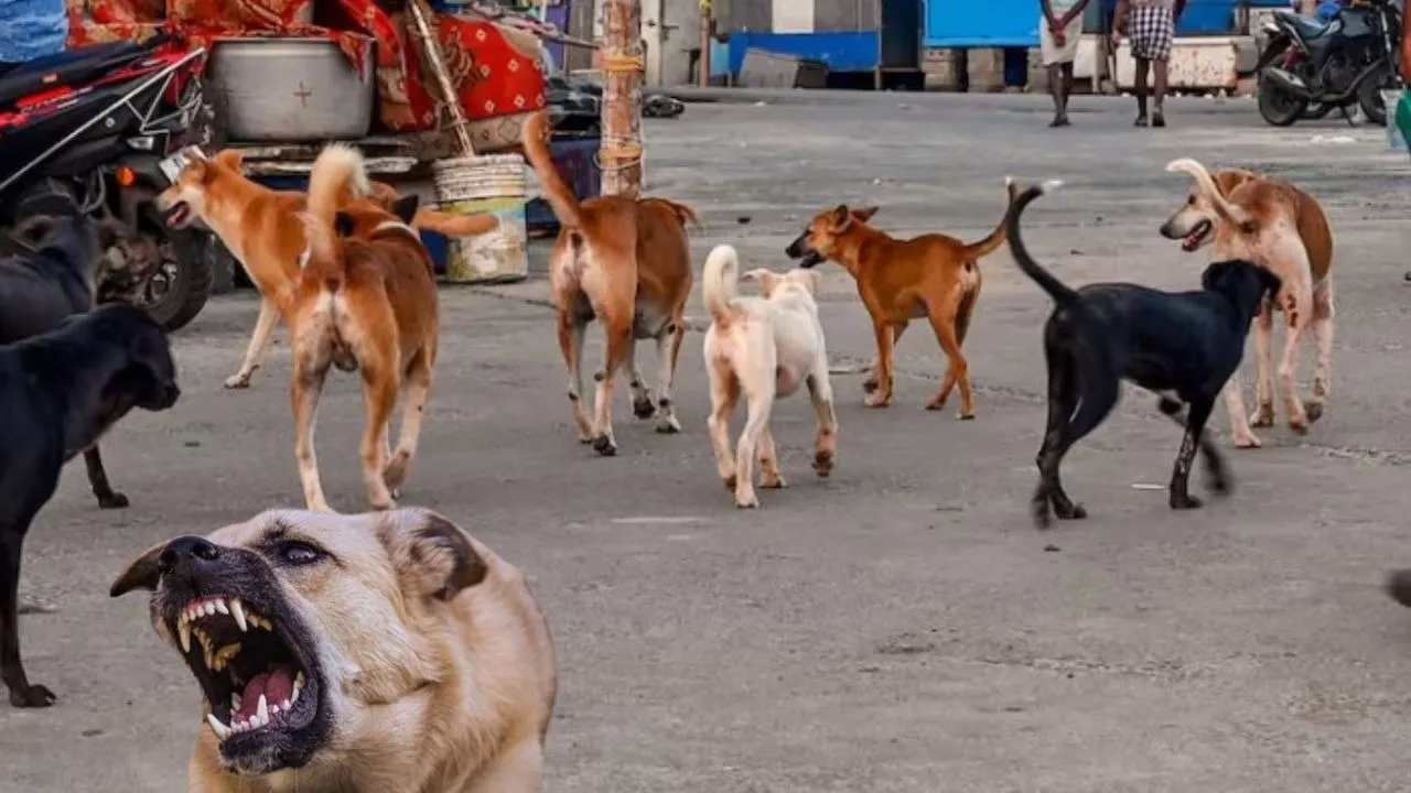 street dogs
