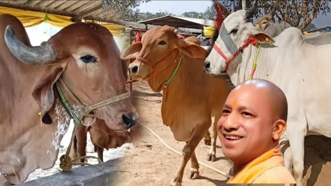 Yogi Government