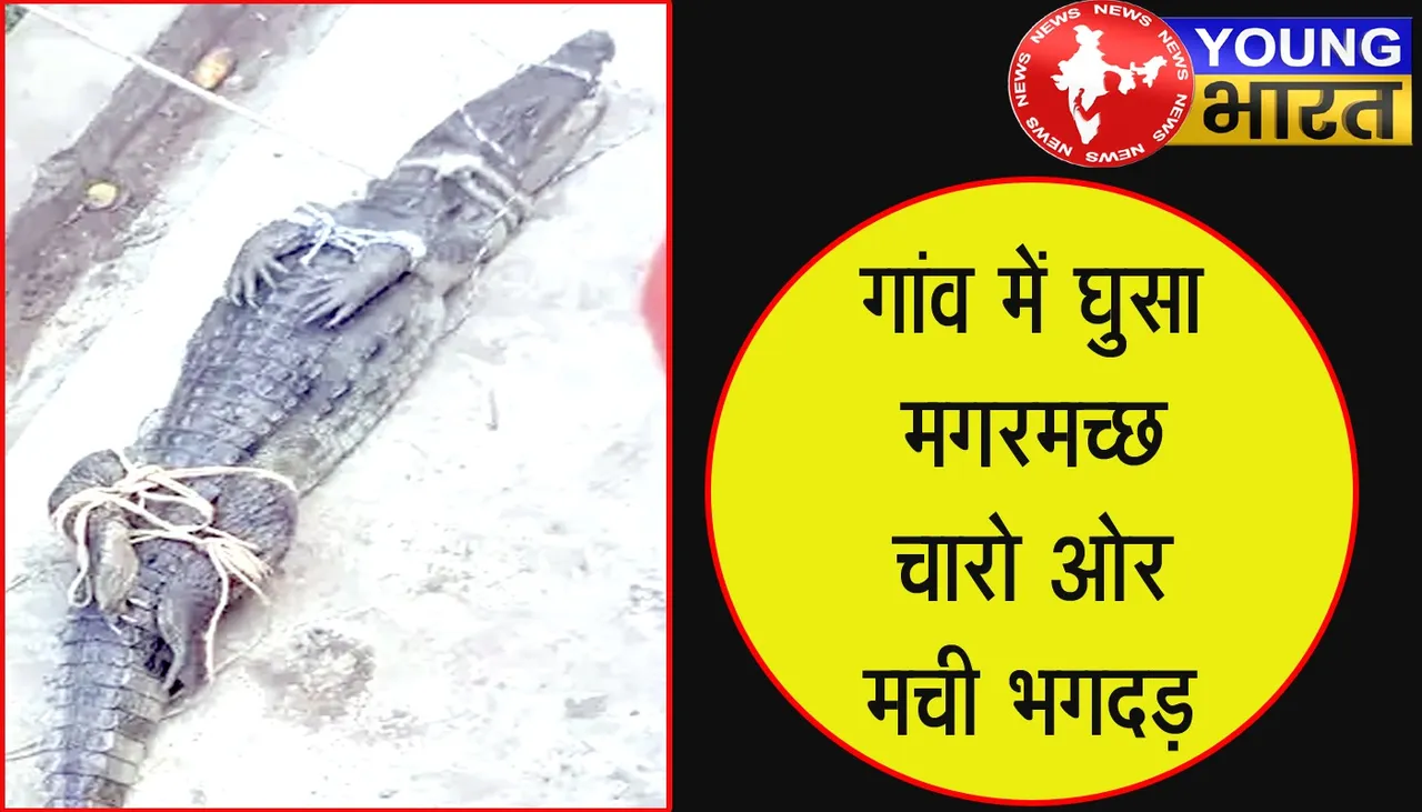 Bijnor News : मगरमच्छ ने मचाया कोहराम, ग्रामीणों ने दिखाई ऐसी बहादुरी कि वन विभाग भी हैरान | यंग भारत न्यूज